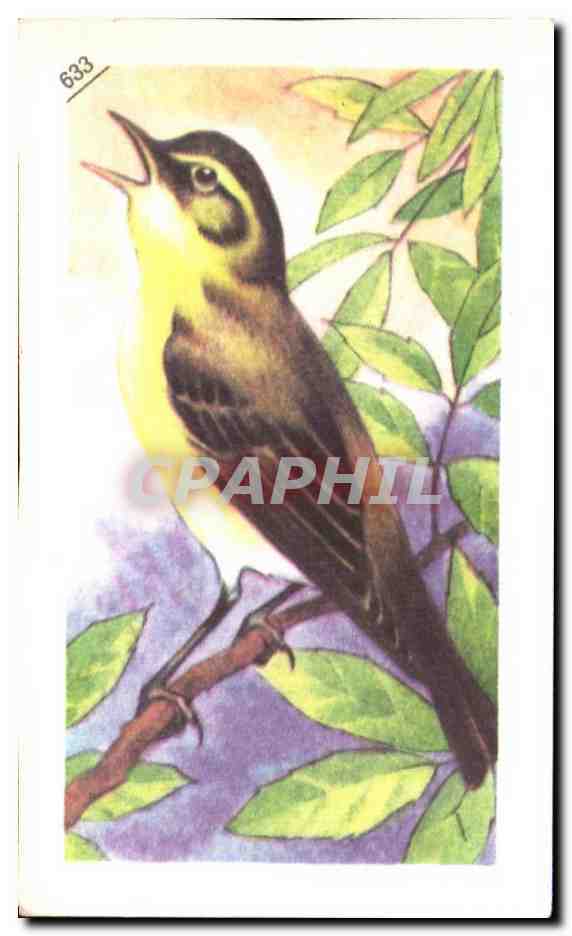 Image Entremets Francorusse Hypolais Icterine Rossignol batard