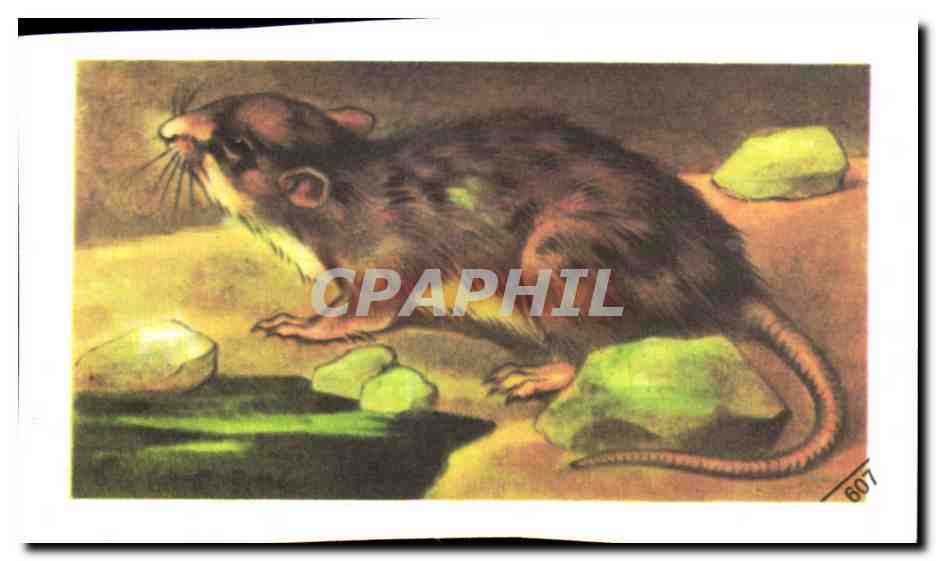 Image Entremets Francorusse Surmulot 