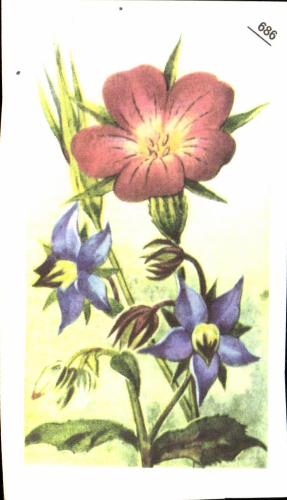 Image Entremets Francorusse Nielle des Bles 