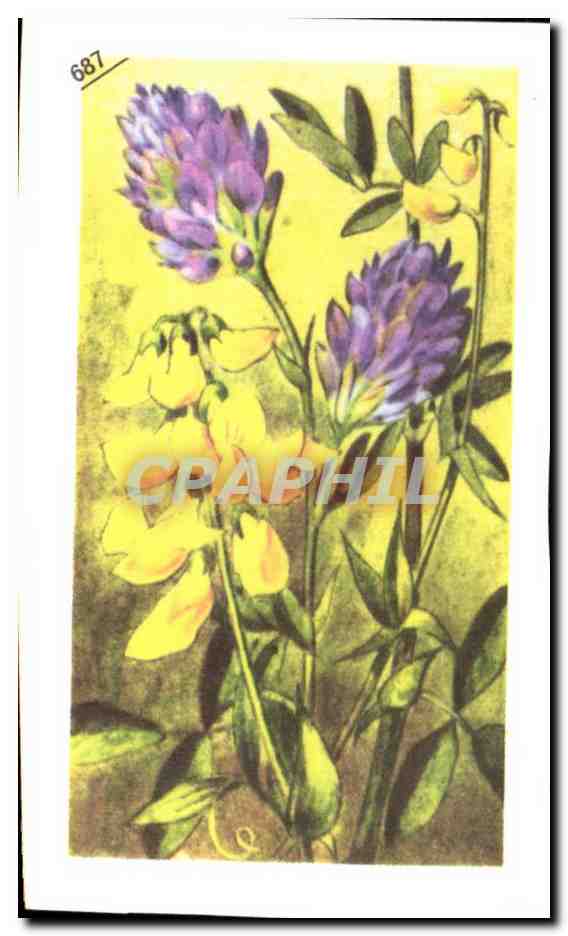 Image Entremets Francorusse Sainfouin 