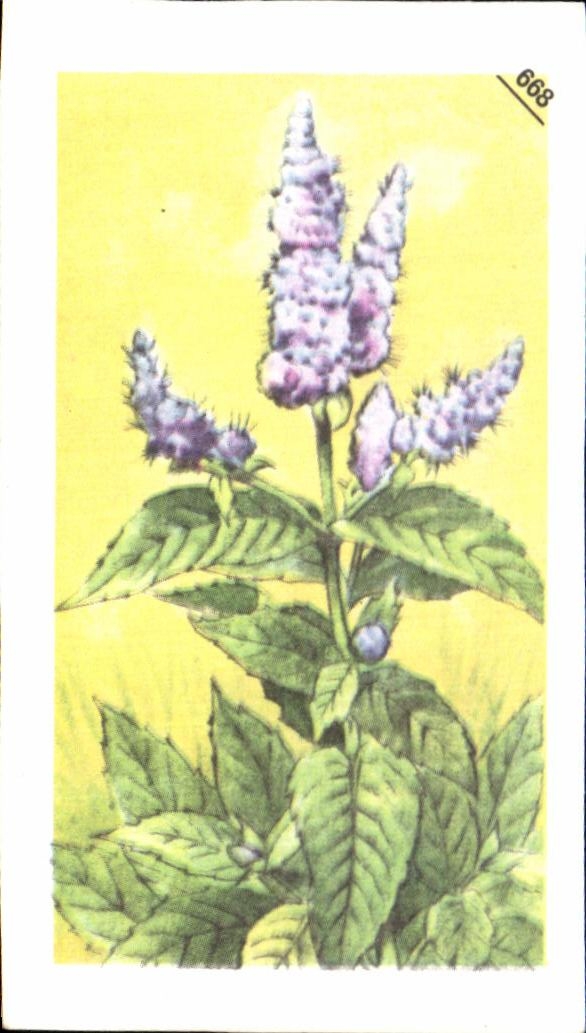 Image Entremets Francorusse Menthe sylvestre