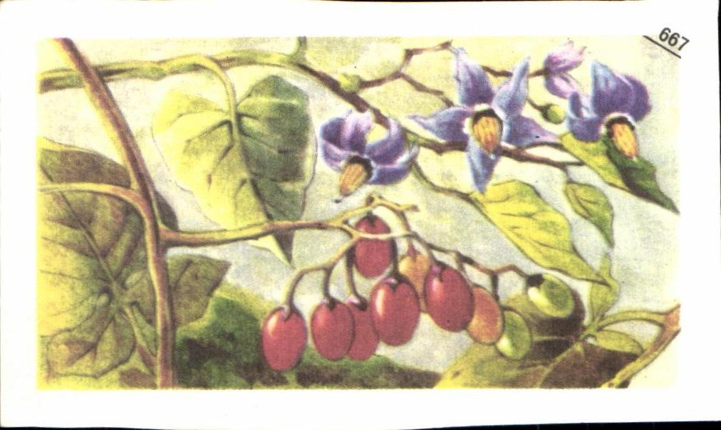Image Entremets Francorusse Douce Amere ou Morelle grimpante