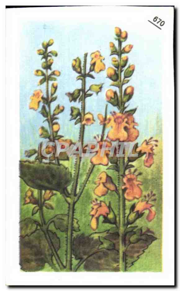 Image Entremets Francorusse Sauge des Bois ou Plante vivace 