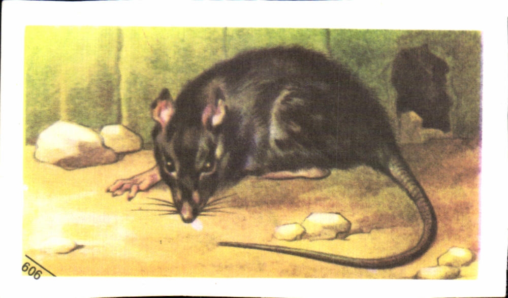 Image Entremets Francorusse Rat Noir 