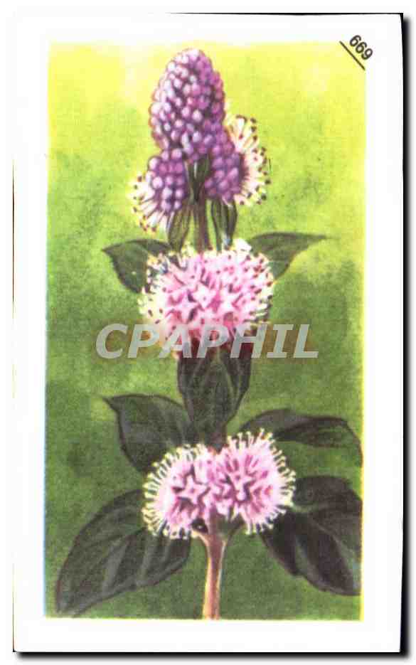 Image Entremets Francorusse Menthe des Champs 