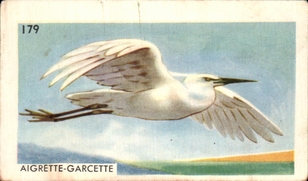 Image Entremets Francorusse Aigrette Garcette