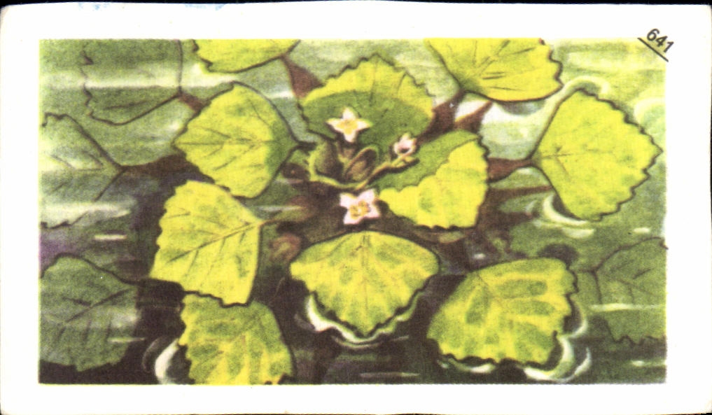 Image Entremets Francorusse Chataigne des Marais 