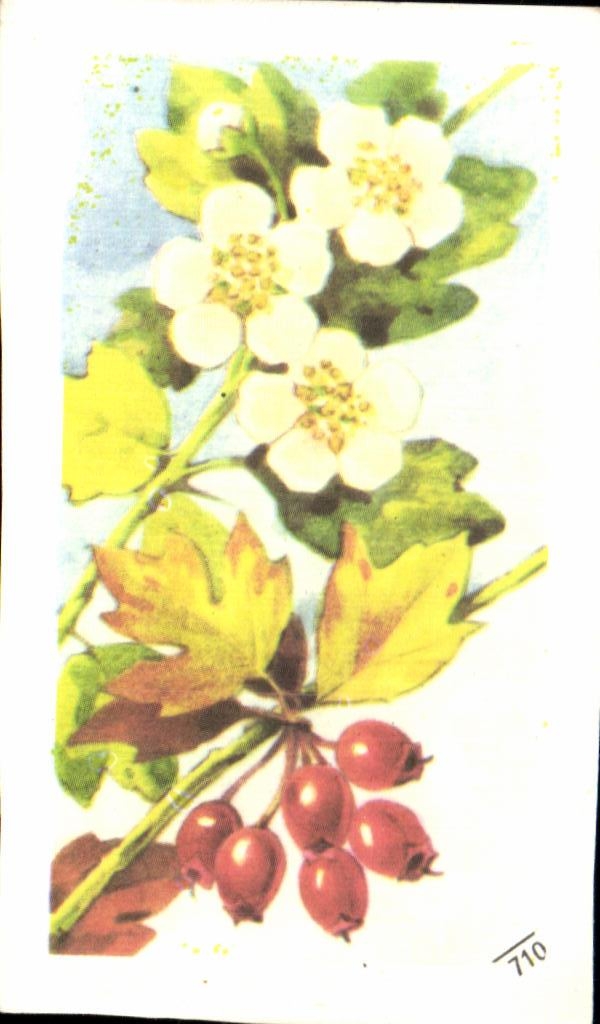 Image Entremets Francorusse Aubepine ou Epine blanche 