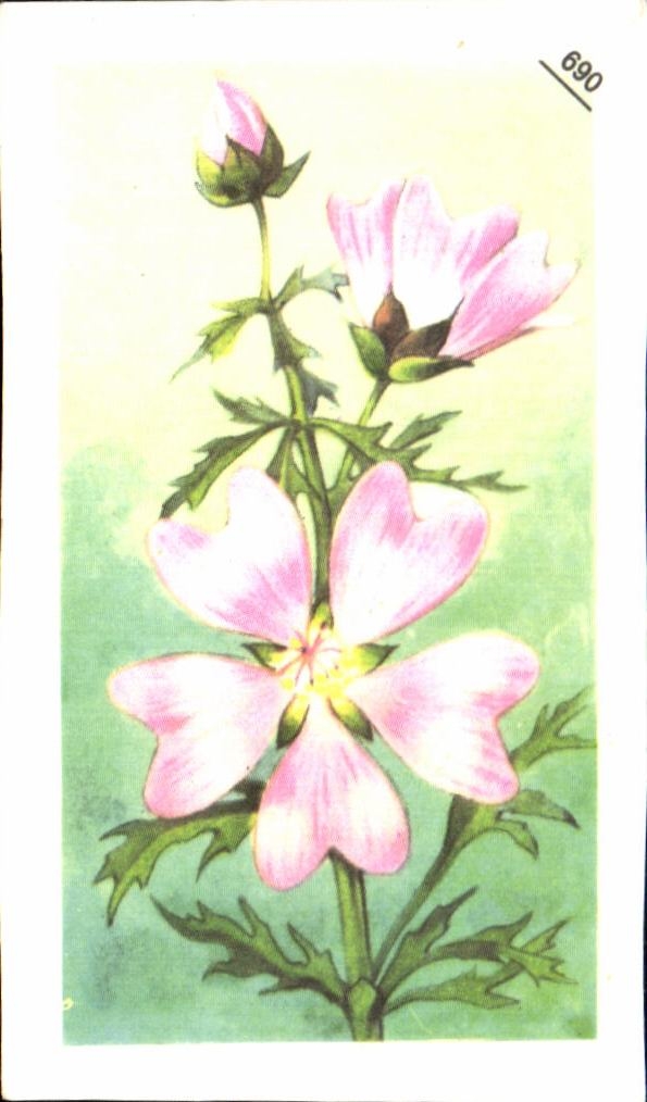 Image Entremets Francorusse Mauve Musquee