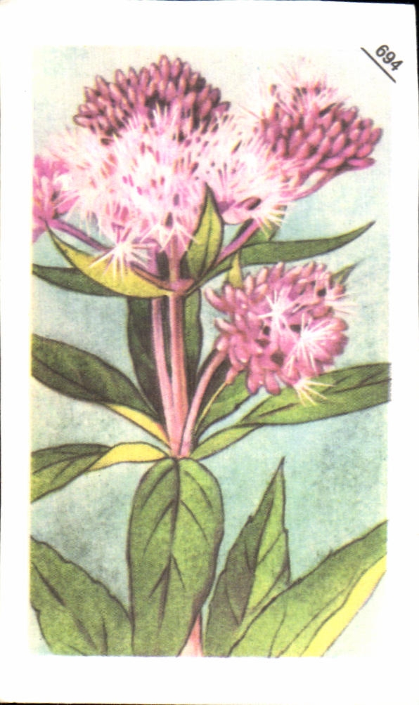 Image Entremets Francorusse Eupatoire Chanvrine 