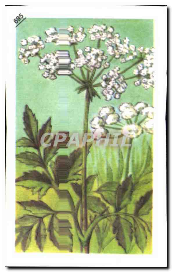 Image Entremets Francorusse Cigue