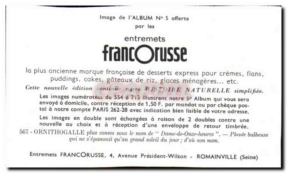Image Entremets Francorusse Ornithogalle  — Rückseite
