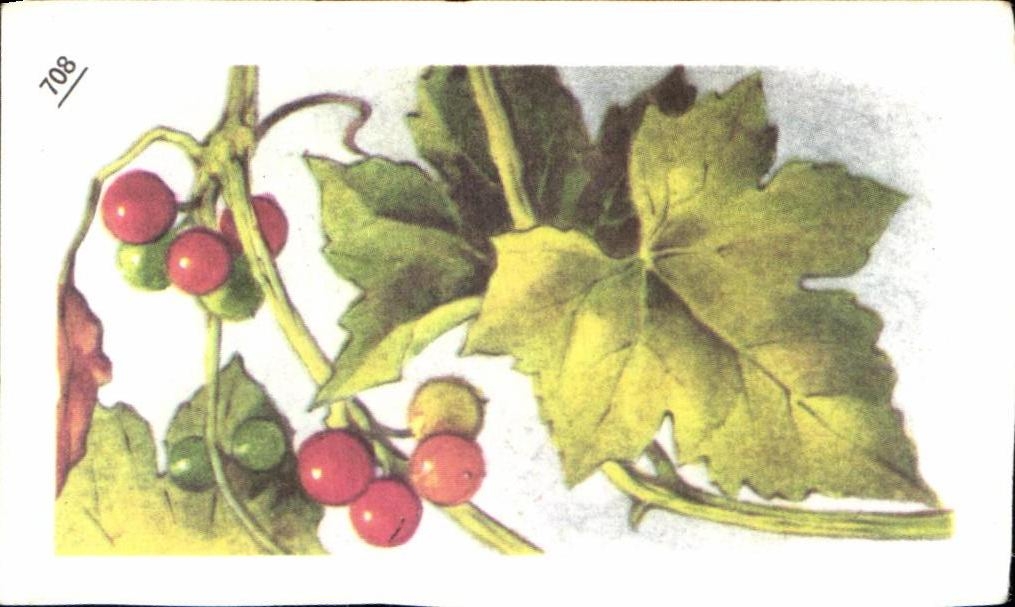 Image Entremets Francorusse Bryonne ou Vigne blanche 