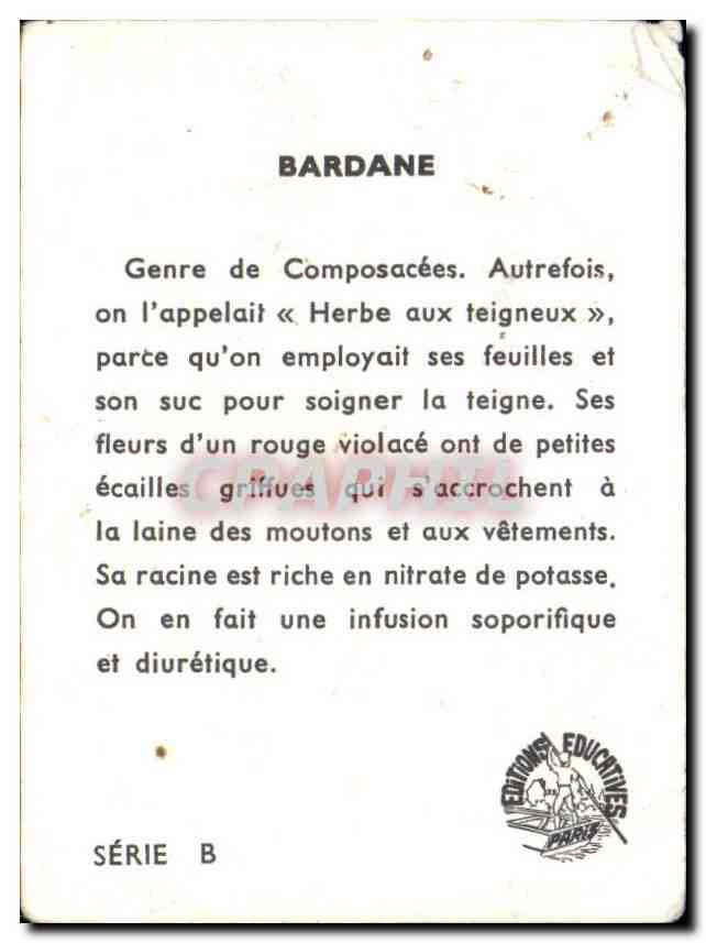Image Banane — Rückseite