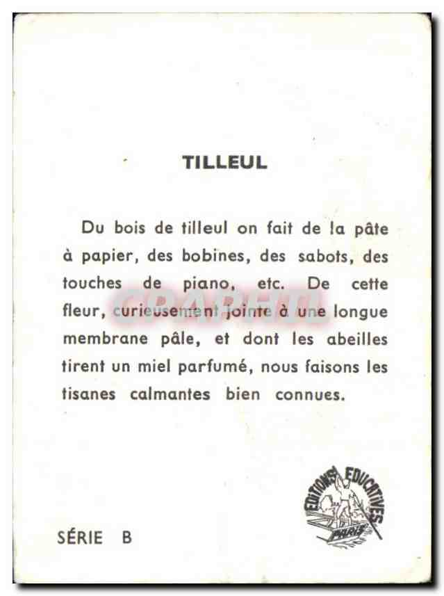 Image Tilleul — Rückseite