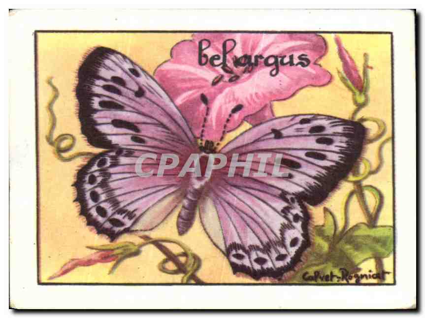 Image Bel Argus Papillon 