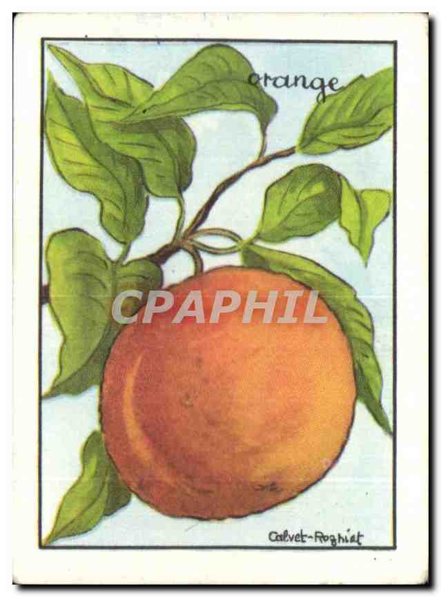 Image Orange Le parfum des fleurs et des fruits des oranges embaume les cotes mediterraneennes