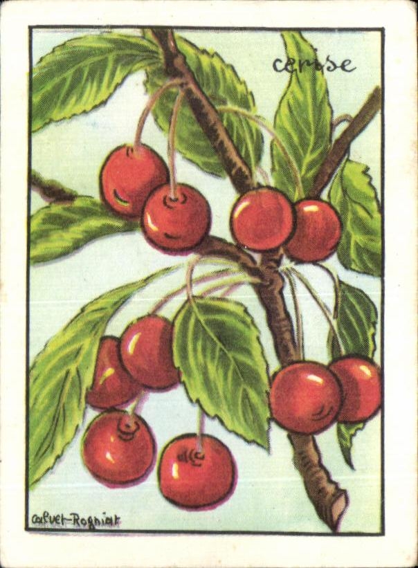Image Cerise Fruit du cerisier petit chanu a peau lisse et brillante allant du poupre fonce au rose orange selon les