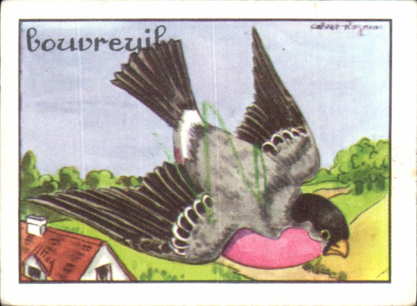 Image Bouvreuil 