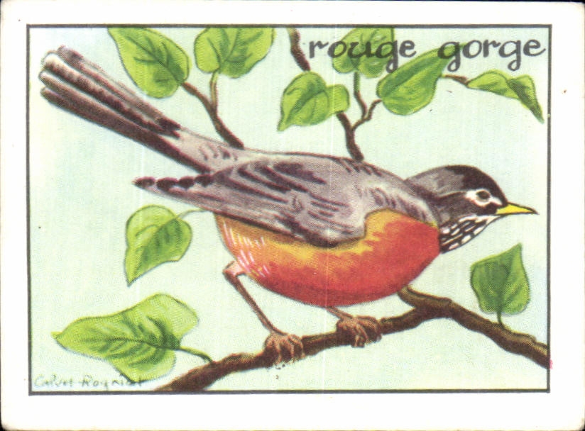 Image Rouge Gorge