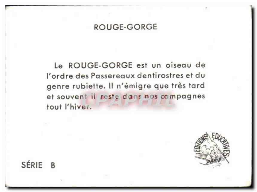 Image Rouge Gorge — Verso