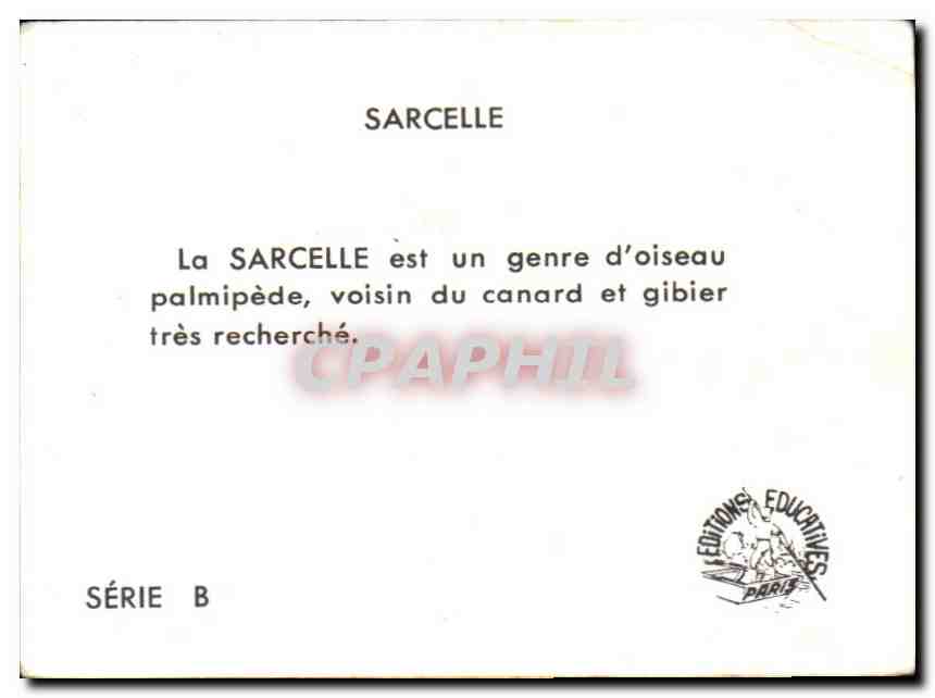 Image Sarcelle Canard  — Verso