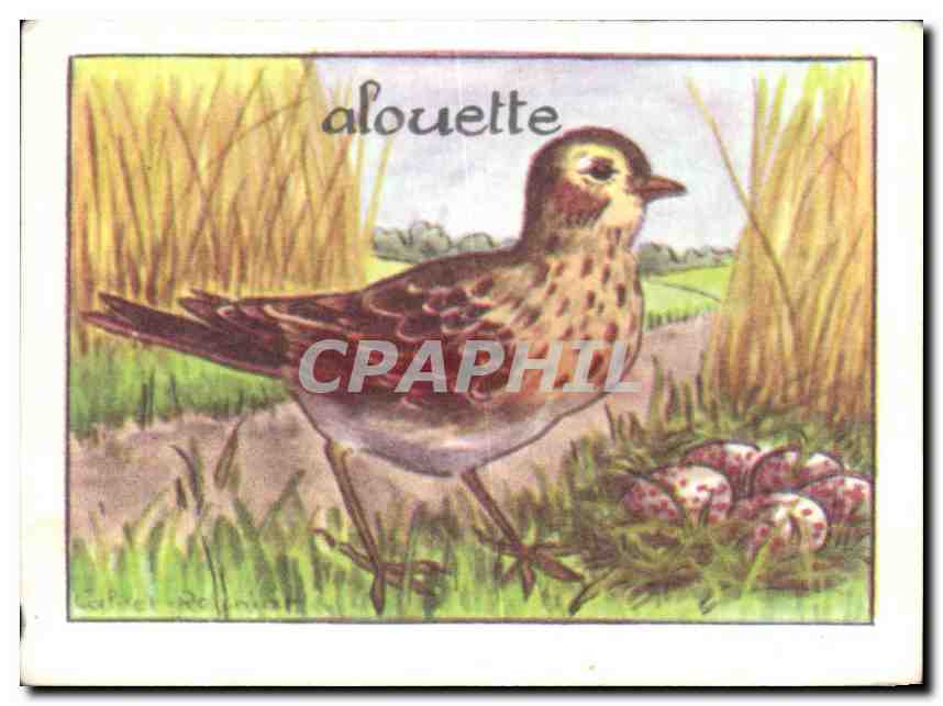 Image Alouette 