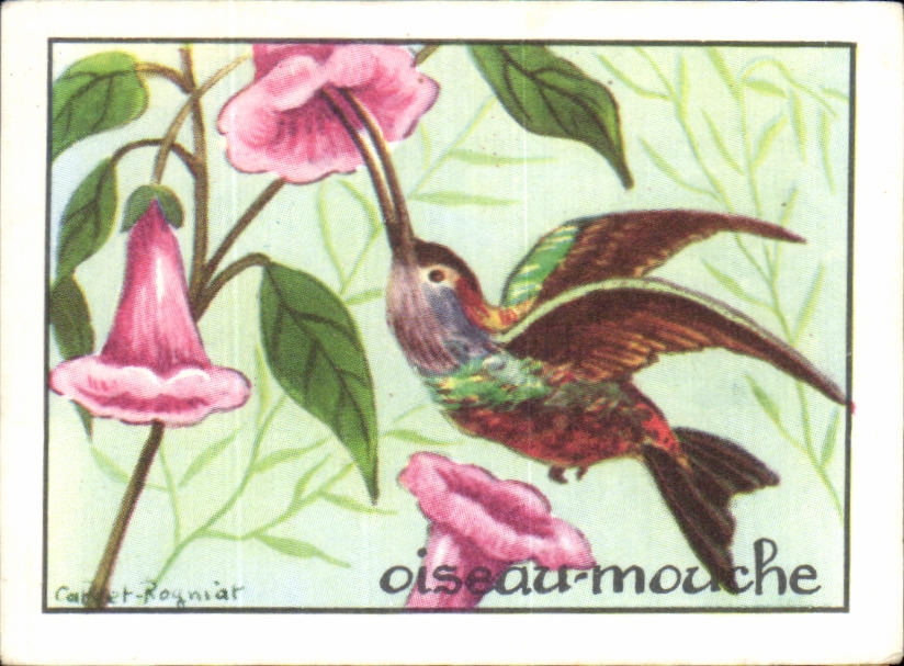 Image Olseau Mouche