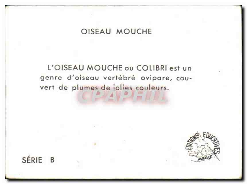 Image Olseau Mouche — Verso