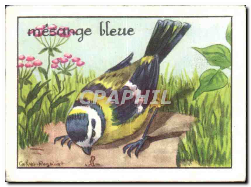 Image Mesange 
