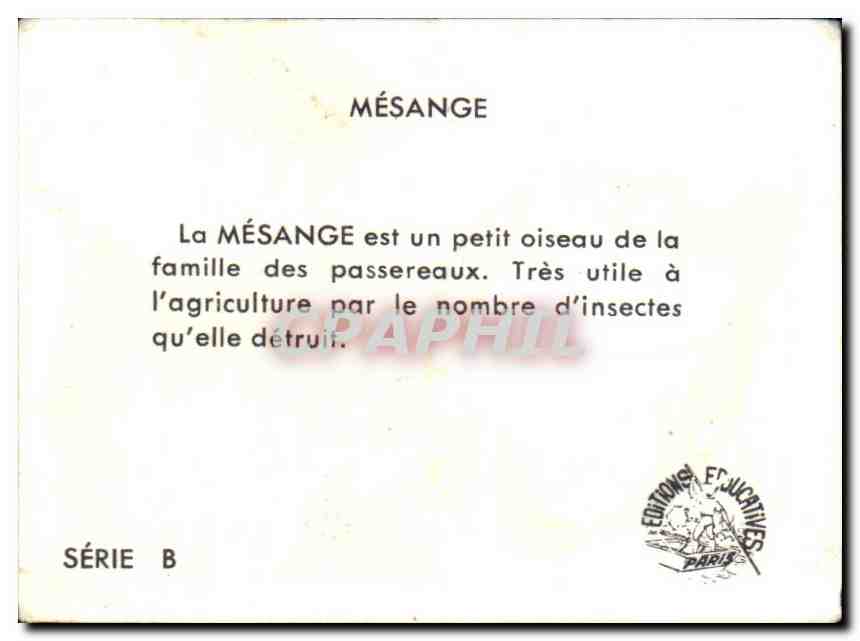 Image Mesange  — Verso