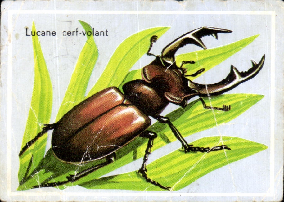 Image Lucane cerf volant insecte insect
