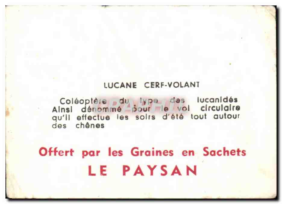 Image Lucane cerf volant insecte insect — Verso