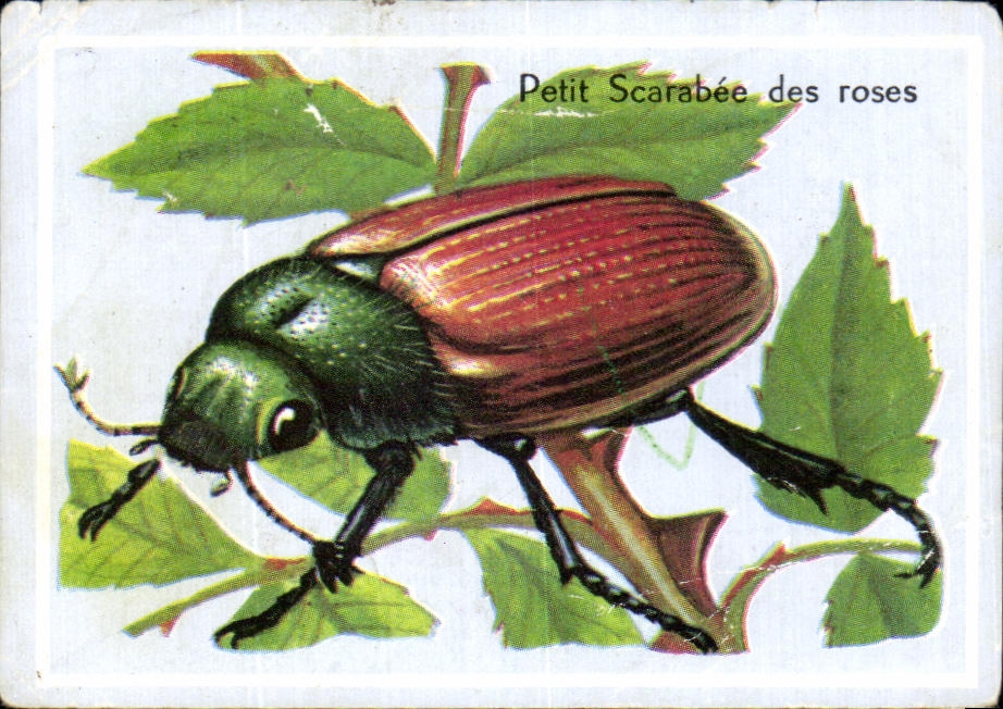 Image Petit scarabee des rose insecte insect