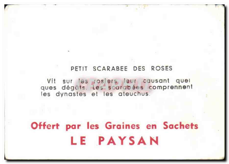 Image Petit scarabee des rose insecte insect — Verso