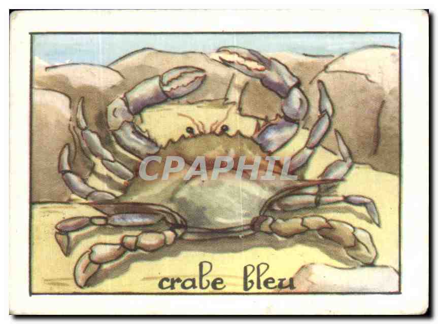 Image Crabe Bleu Crustace 