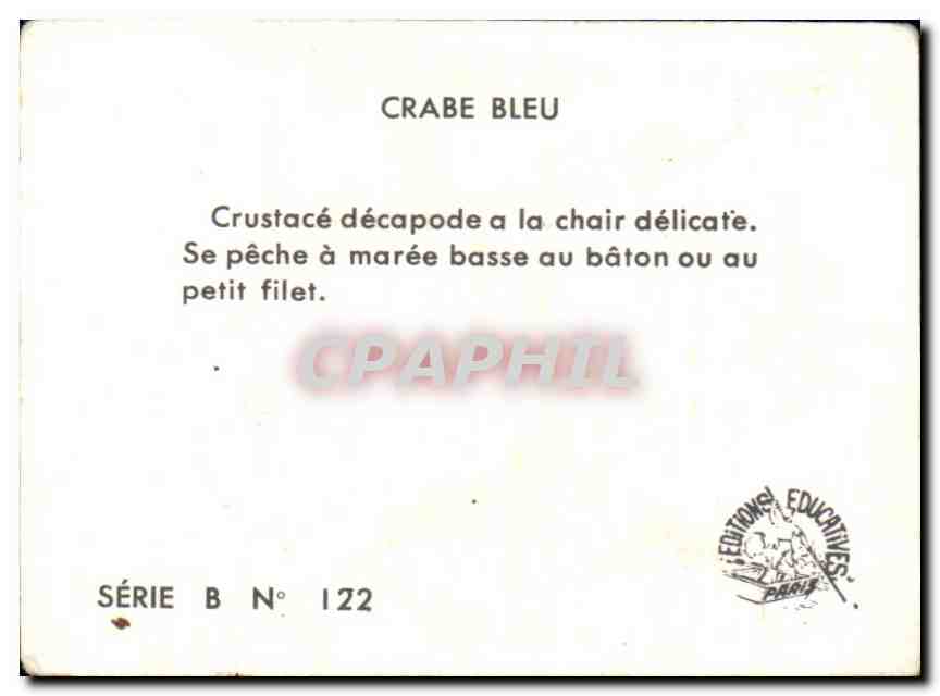 Image Crabe Bleu Crustace  — Verso