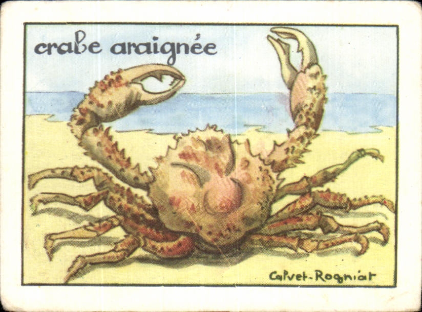 Image Crebe Araignee 