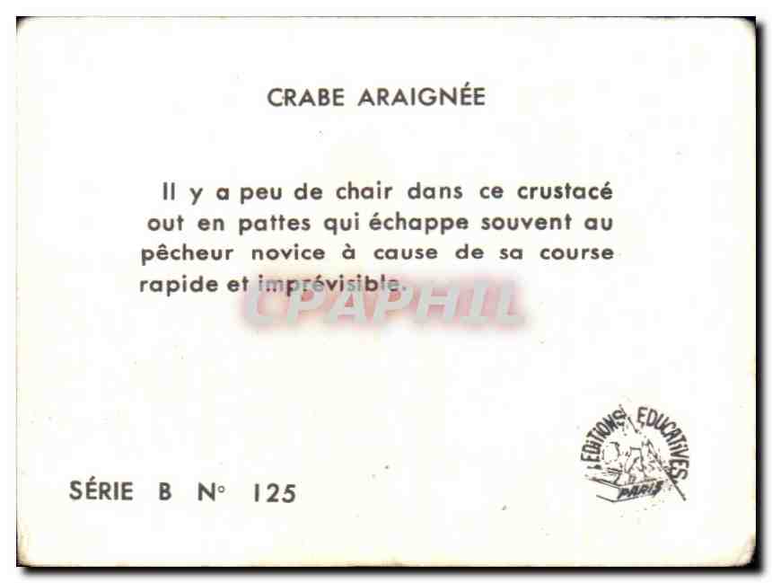 Image Crebe Araignee  — Verso