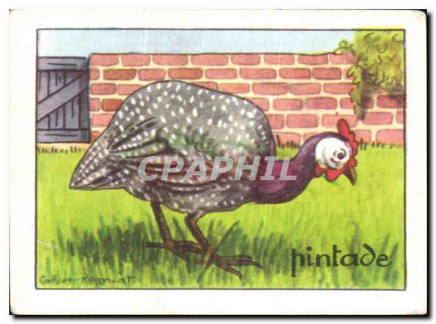 Image Pintade 