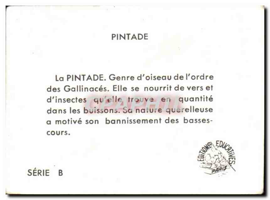 Image Pintade  — Back