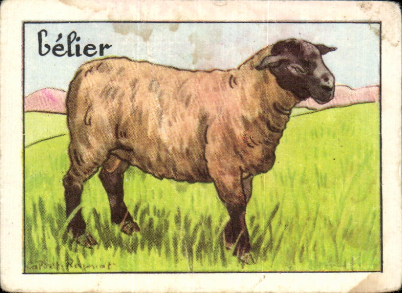 Image Belier