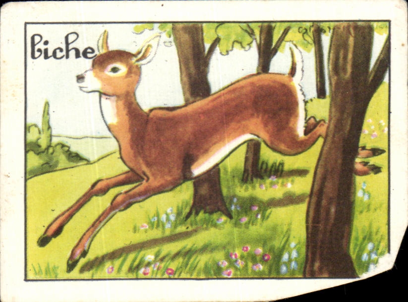 Image Biche 