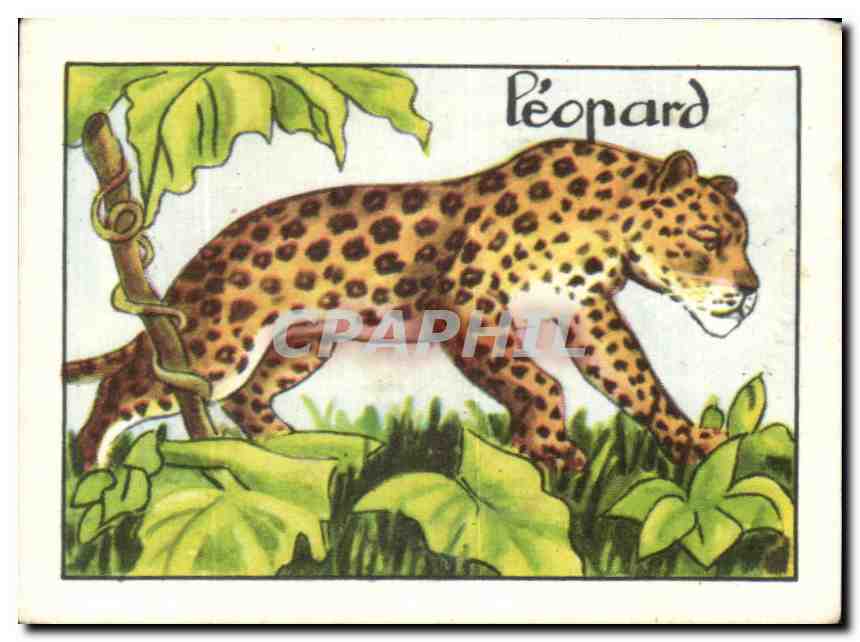 Image Le Leopard 