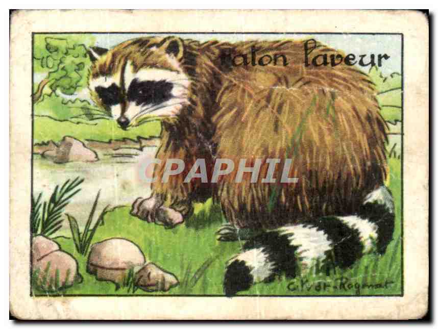 Image Raton Laveur 