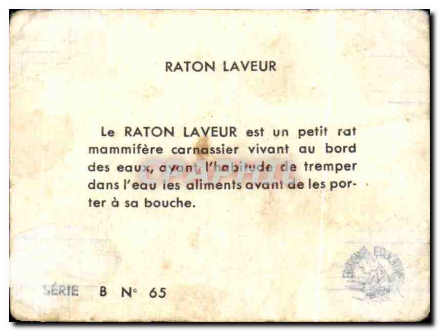Image Raton Laveur  — Verso