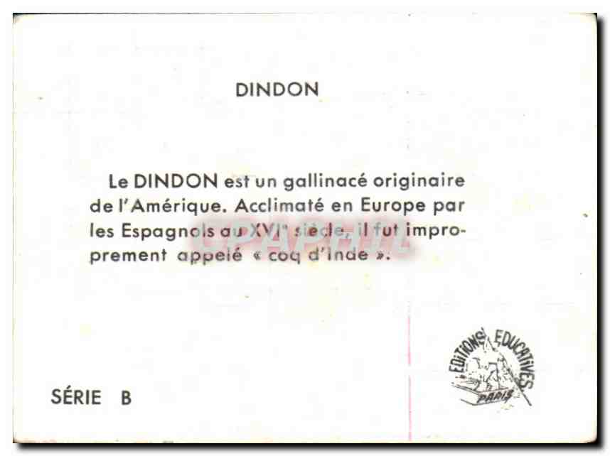 Image Dindon  — Verso