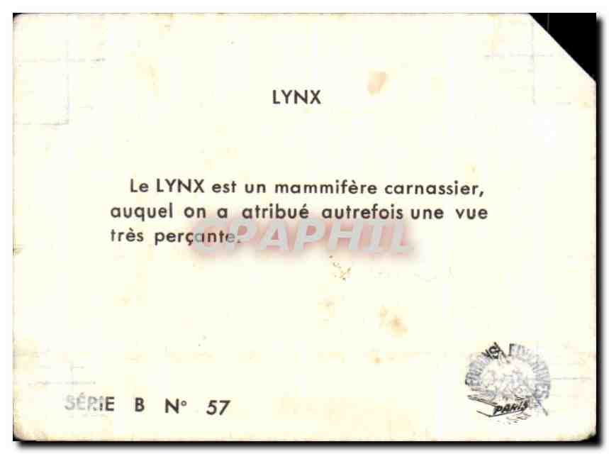 Image Lynx  — Back
