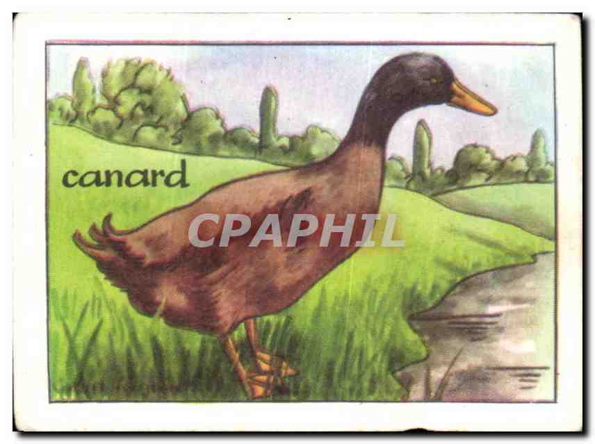 Image Canard 
