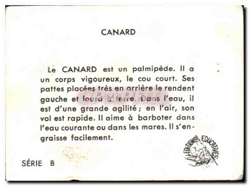 Image Canard  — Rückseite